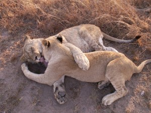 Dos leones abrazados