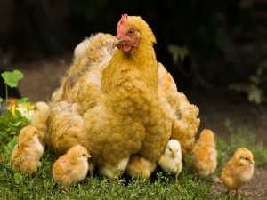 Postal: La gallina y sus pollitos