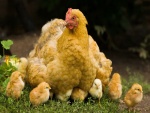 La gallina y sus pollitos