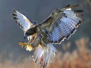 Un águila en pleno vuelo