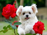 Perrito blanco en el rosal