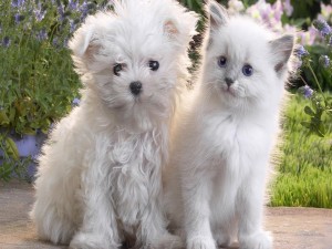 Gatito y perro de color blanco