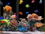 Acuario con bonitos peces de colores