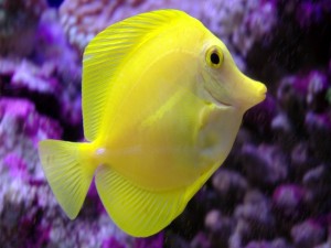 Bonito pez amarillo