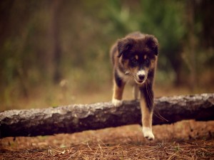 Postal: Perro paseando en el bosque