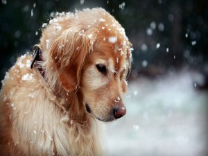 Un perro bajo la nieve