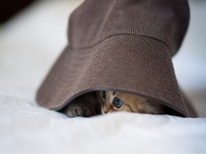Un gatito bajo el sombrero