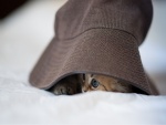 Un gatito bajo el sombrero