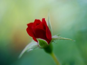 La rosa perfecta