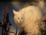 Un gran gato blanco