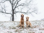 Dos perros sentados sobre la nieve
