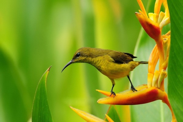 Pájaro con un pico fino, sobre una original flor