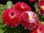 Flores con pétalos rojos