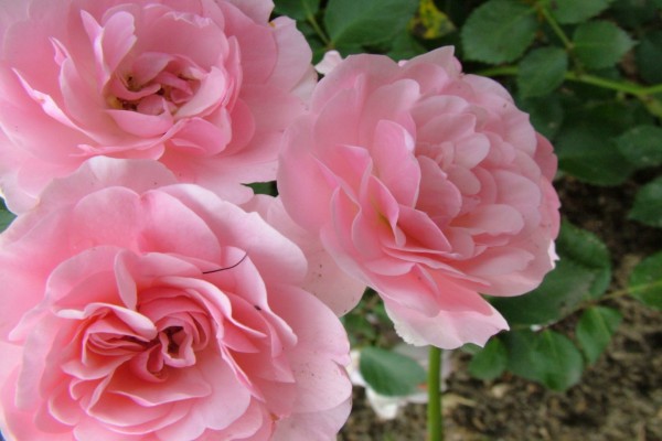 Rosal con rosas de color rosa