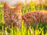 Un gato marrón en la hierba