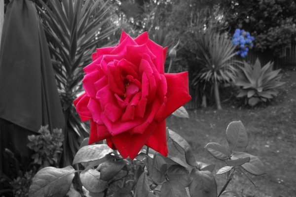 Rosa roja, en una imagen en blanco y negro