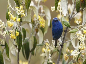 Pájaro de color azul en la rama