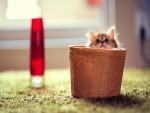 Gatito dentro de la cesta