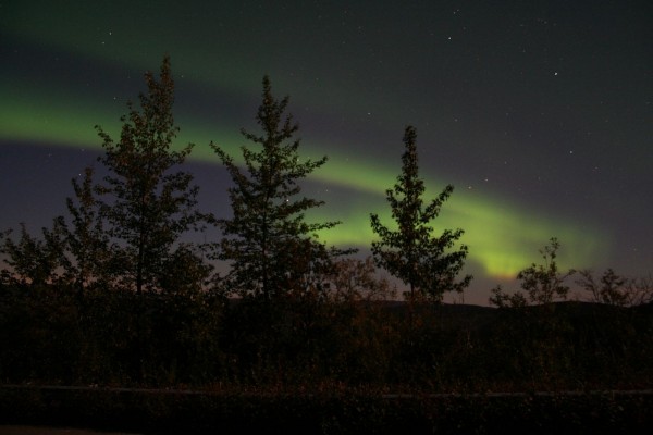Aurora boreal sobre el bosque