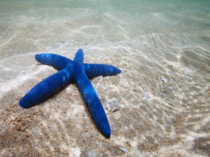 Estrella de mar azul bajo el agua