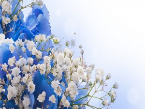 Flores blancas y azules