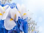 Ramo con flores blancas y azules