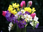 Ramo con narcisos, fresias y tulipanes