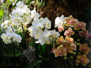 Orquídeas de varios colores
