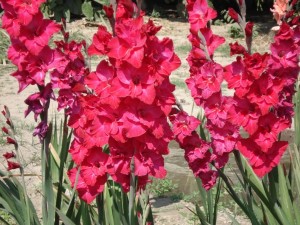 Postal: Hermosos gladiolos rosas
