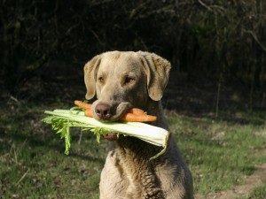 Perro con hortalizas en la boca