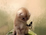 Gatito mirando a la mariposa