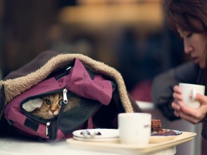 Postal: Un gato en la mochila