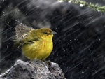 Pájaro afrontando la lluvia