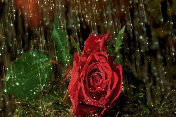 Rosa roja bajo la lluvia