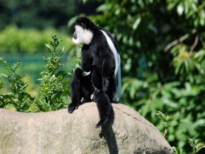Mono sentado sobre una piedra