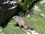 Una marmota buscando su nido