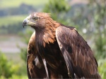 Un águila con plumaje marrón