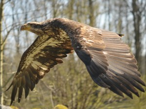 Postal: Águila con sus grandes alas desplegadas
