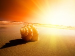 Caracola y rayos de sol en la playa