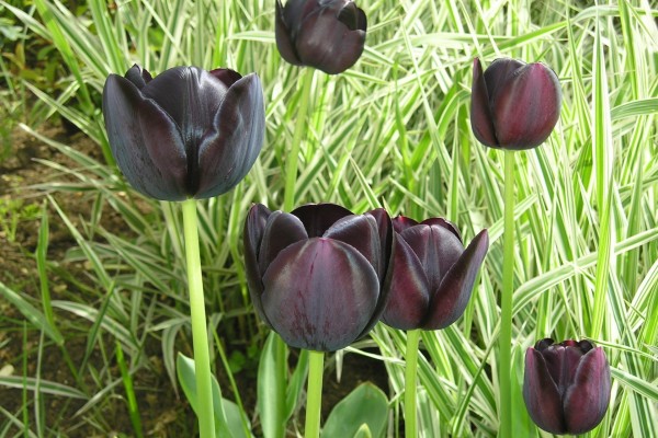 Tulipanes de la variedad: Queen of night