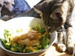 Un gato con los bigotes en la ensalada