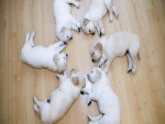 Perros dormidos en círculo