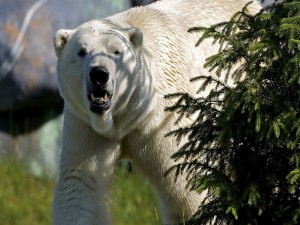 Un oso polar algo enfadado