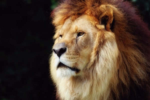 Cara de un gran león