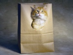 Gato dentro de la bolsa de papel