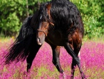 Un precioso caballo entre las flores
