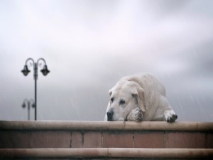 Un perro solo y triste bajo la lluvia