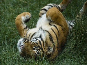 Postal: Un tigre jugando en la hierba