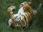 Un tigre jugando en la hierba