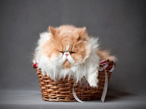 Un gato dormido en la cesta